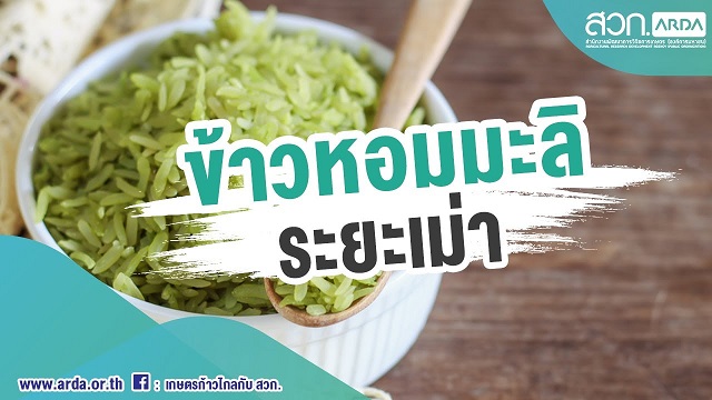 ข้าวหอมมะลิระยะเม่า ข้าวอัจฉริยะบำรุงสมอง