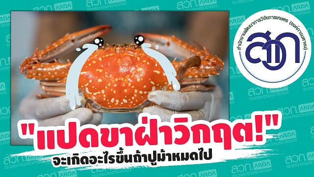 ปูม้า แปดขาฝ่าวิกฤต แนวทางจัดการทรัพยากรปูม้าอย่างยั่งยืน