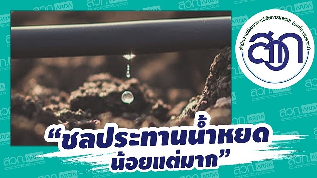 ชลประทานน้ำหยด แบบมีส่วนร่วม เพื่อเพิ่มประสิทธิภาพการใช้น้ำ