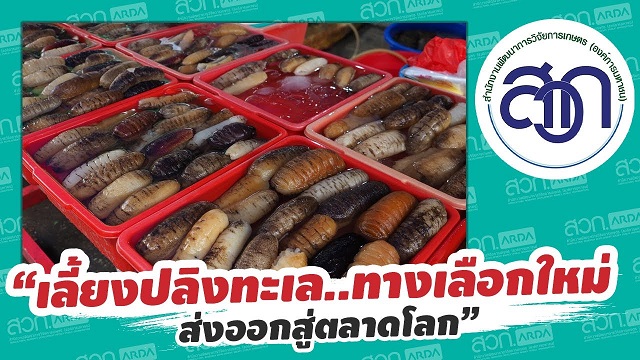 การเลี้ยงปลิงทะเล ทางเลือกใหม่ส่งออกได้